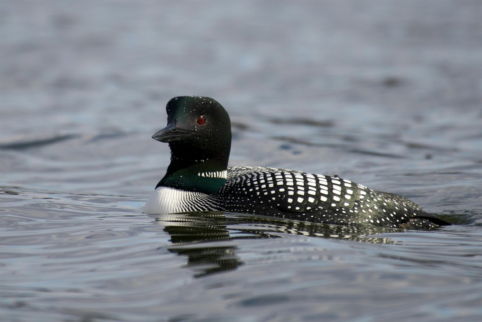 Listen at Dawn and Dusk for Loons