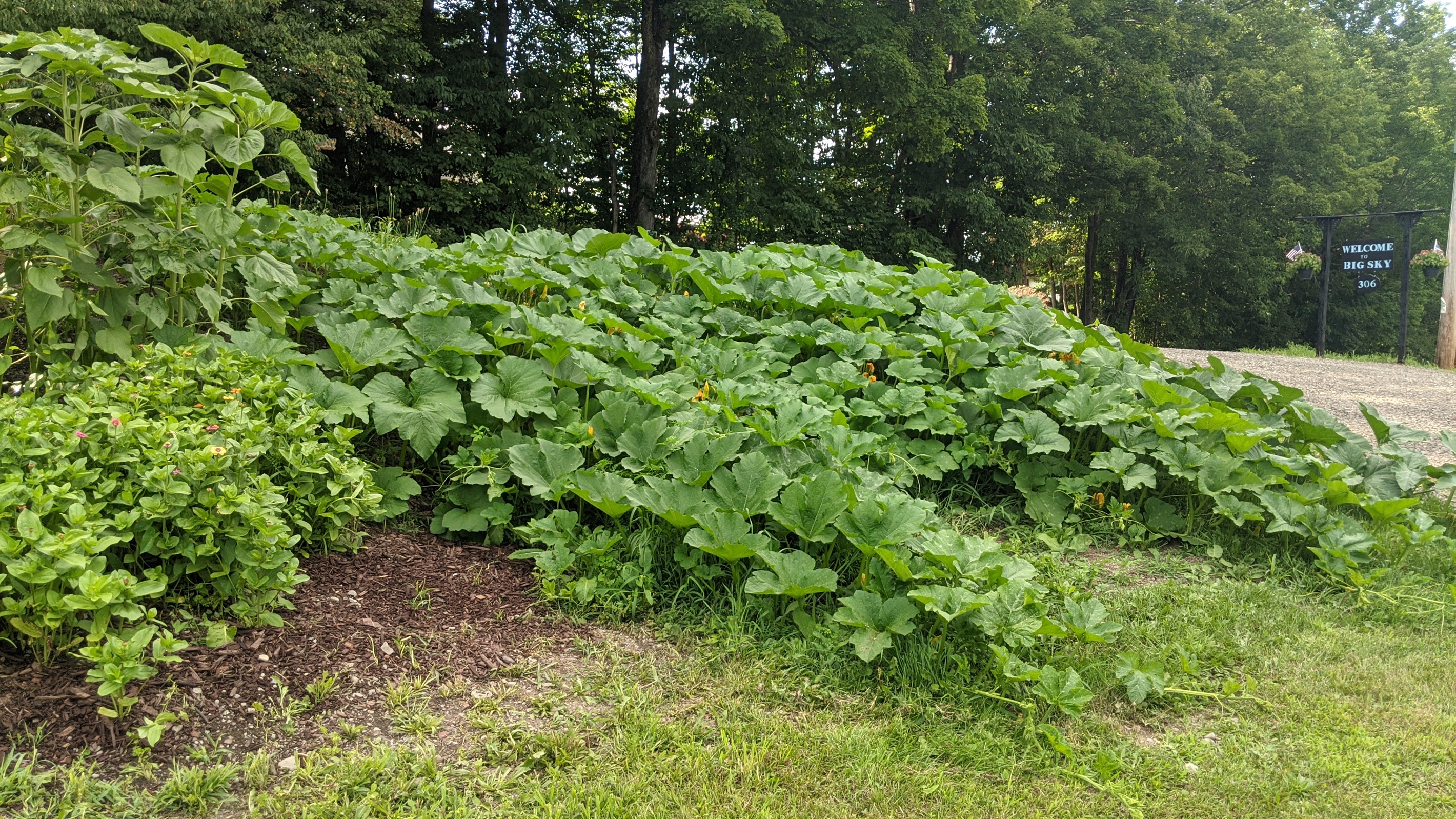 Sunflowers, Zinnias and pumpkins