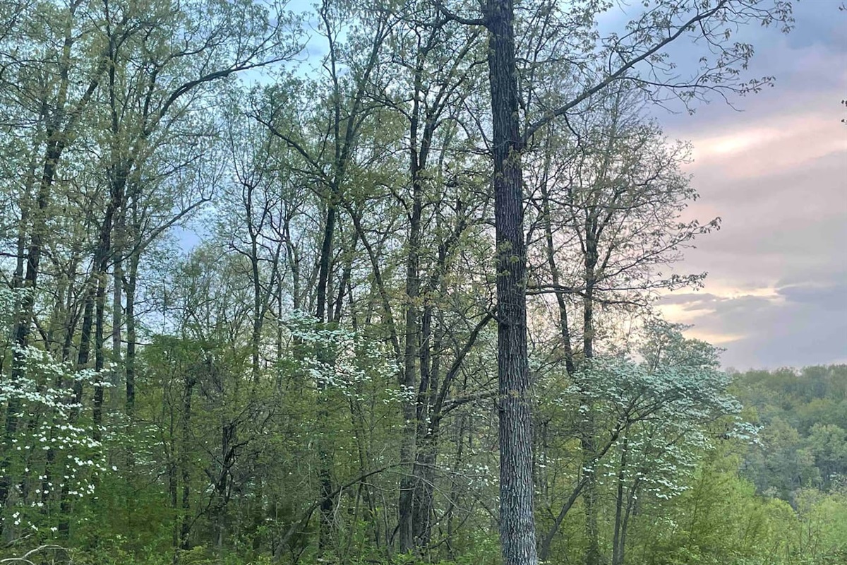 Dogwoods are plentiful throughout the 37 wooded acres. April is a great time to catch the Dogwoods in bloom. 