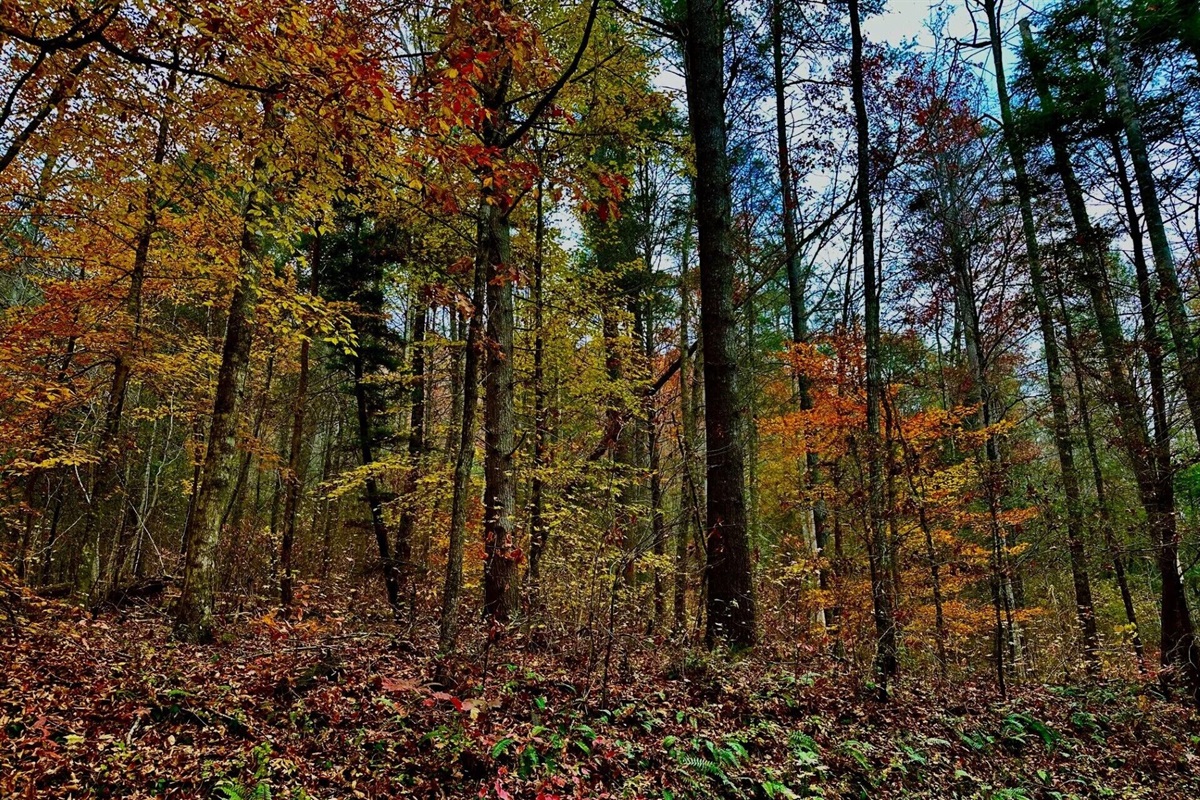 Splendid leaf colors in Autumn along the road