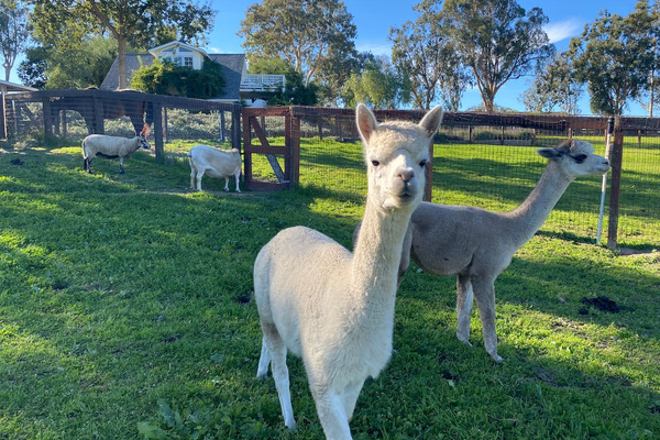 In addition to the sheep, goats, and alpacas, a neighbor's horses come to graze during the day, giving the Chic Sheep Retreat an ever-changing cast of four-legged characters.
