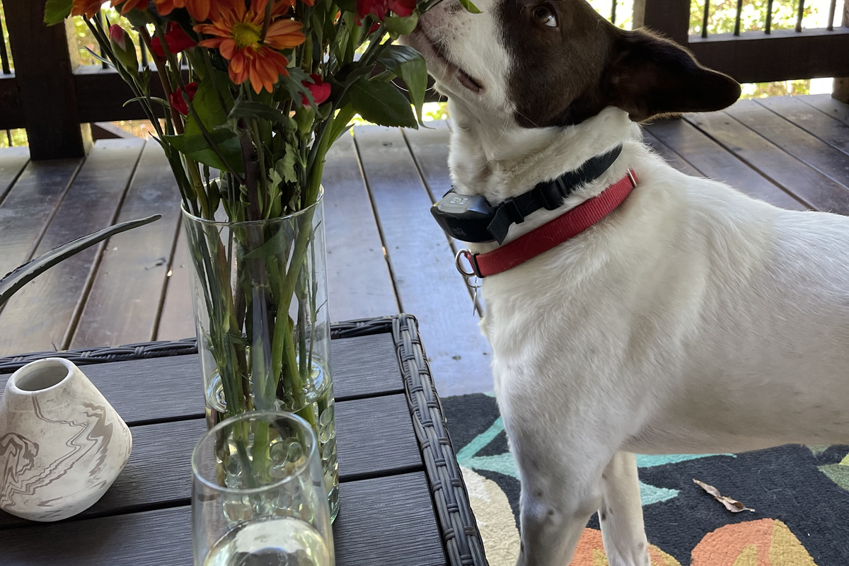 Our Furry Friend, Chopstick enjoying the flowers on the #dogfriendly patio!