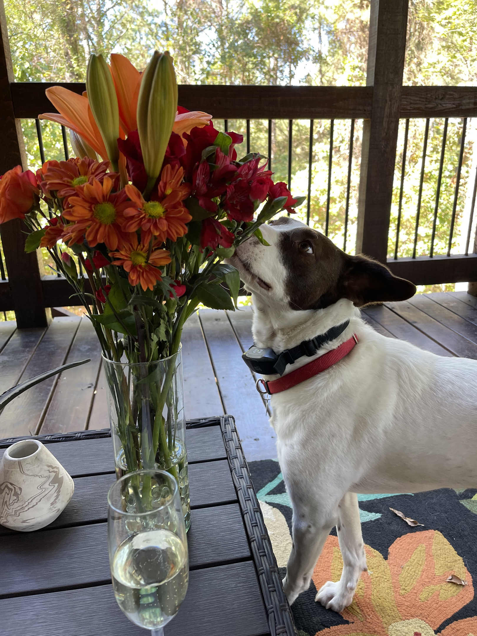 Our Furry Friend, Chopstick enjoying the flowers on the #dogfriendly patio!