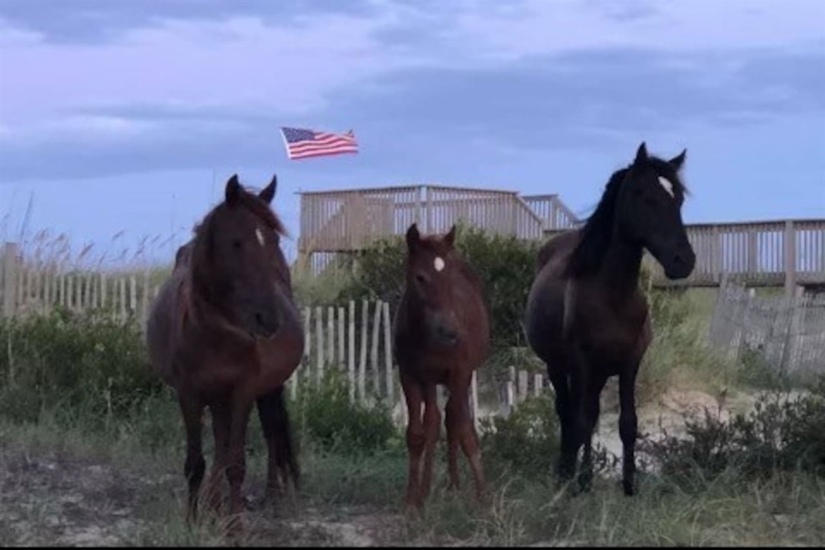 Horse family in Corova. 