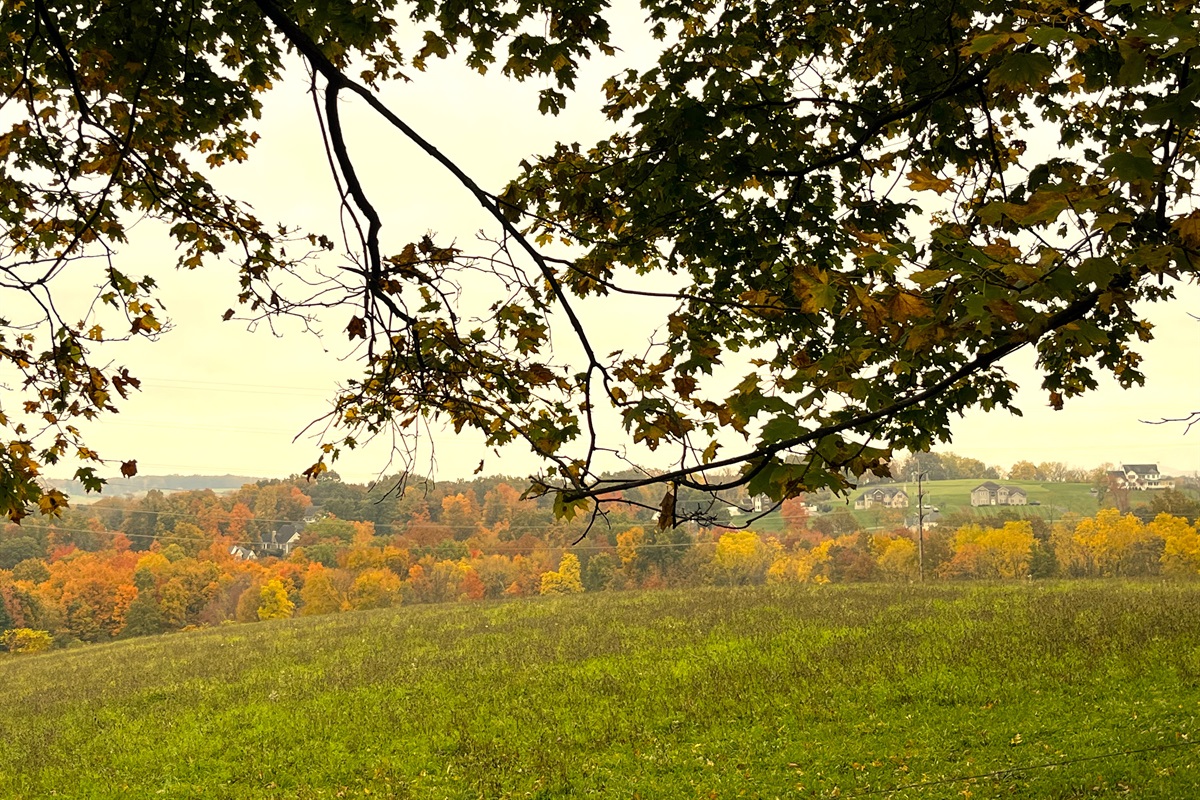 1st Guest House: Fall View