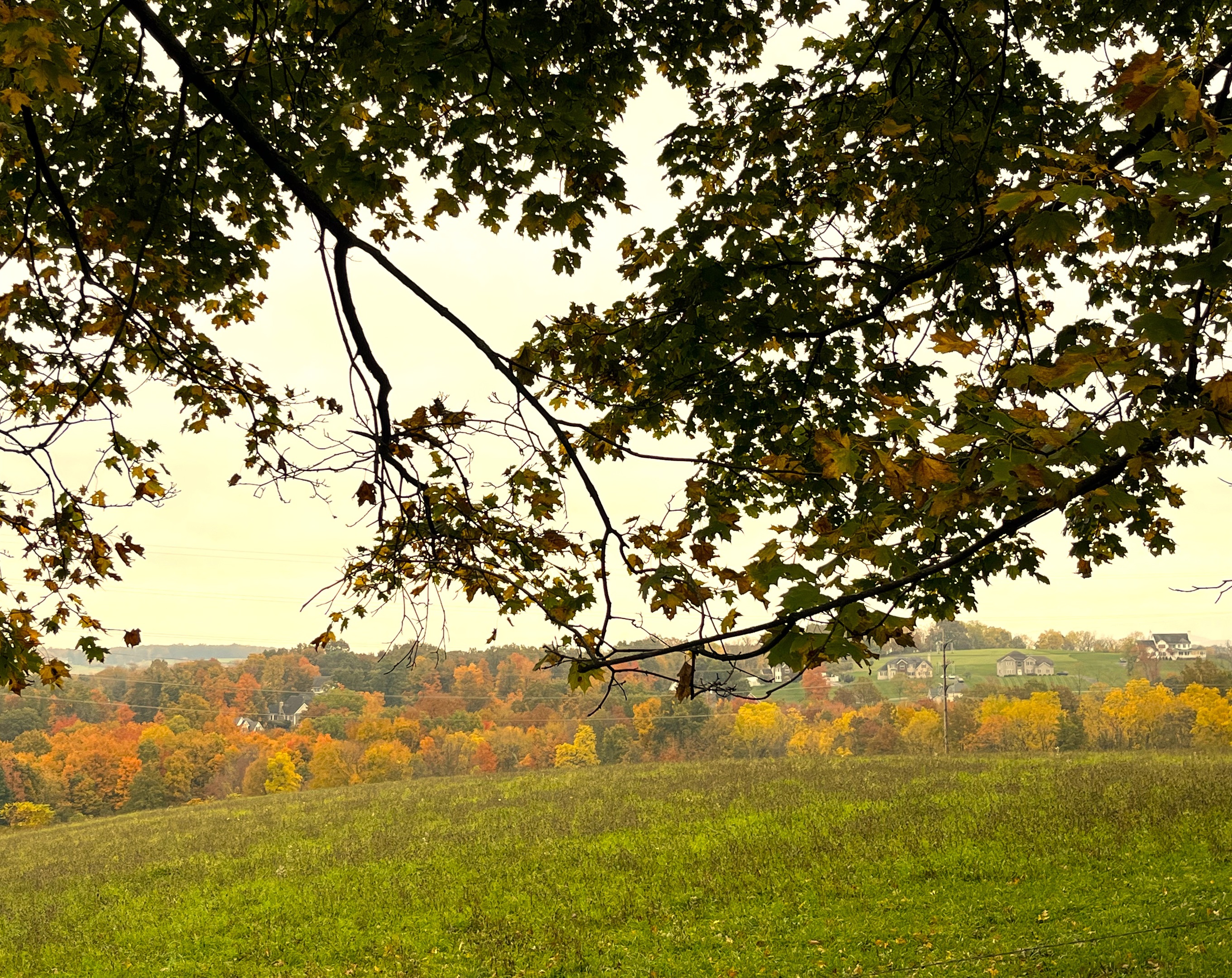 1st Guest House: Fall View