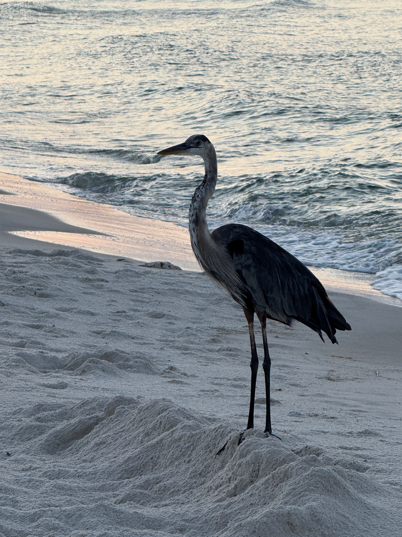 Fred (as all of local great blue herons seem to be named) can be found hanging out enjoying the sunrises as much as you do.   You might also see him catching dinner in wetlands behind the house.  Never know where he might turn up!