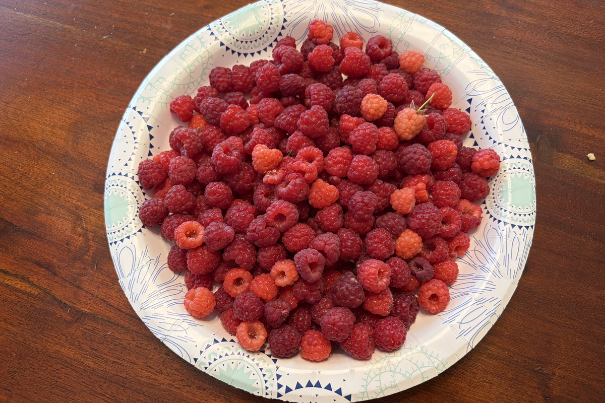 Help yourself to the raspberries (when in season) on the vine in the front yard!