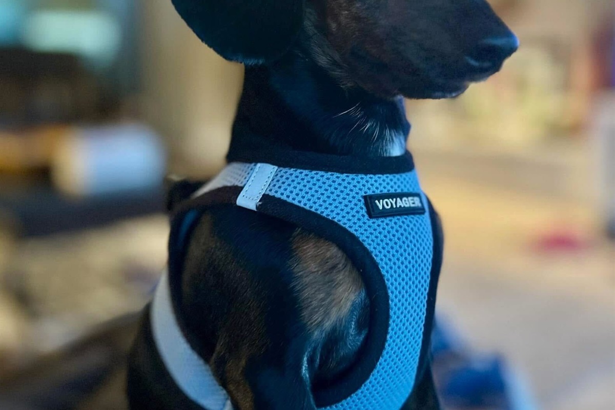 Meet Chet ❤️ — the owner’s adorable pup!