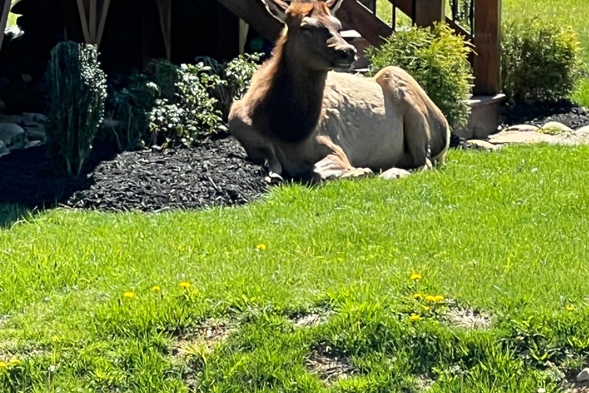A Young Elk taking a rest enjoying the view.