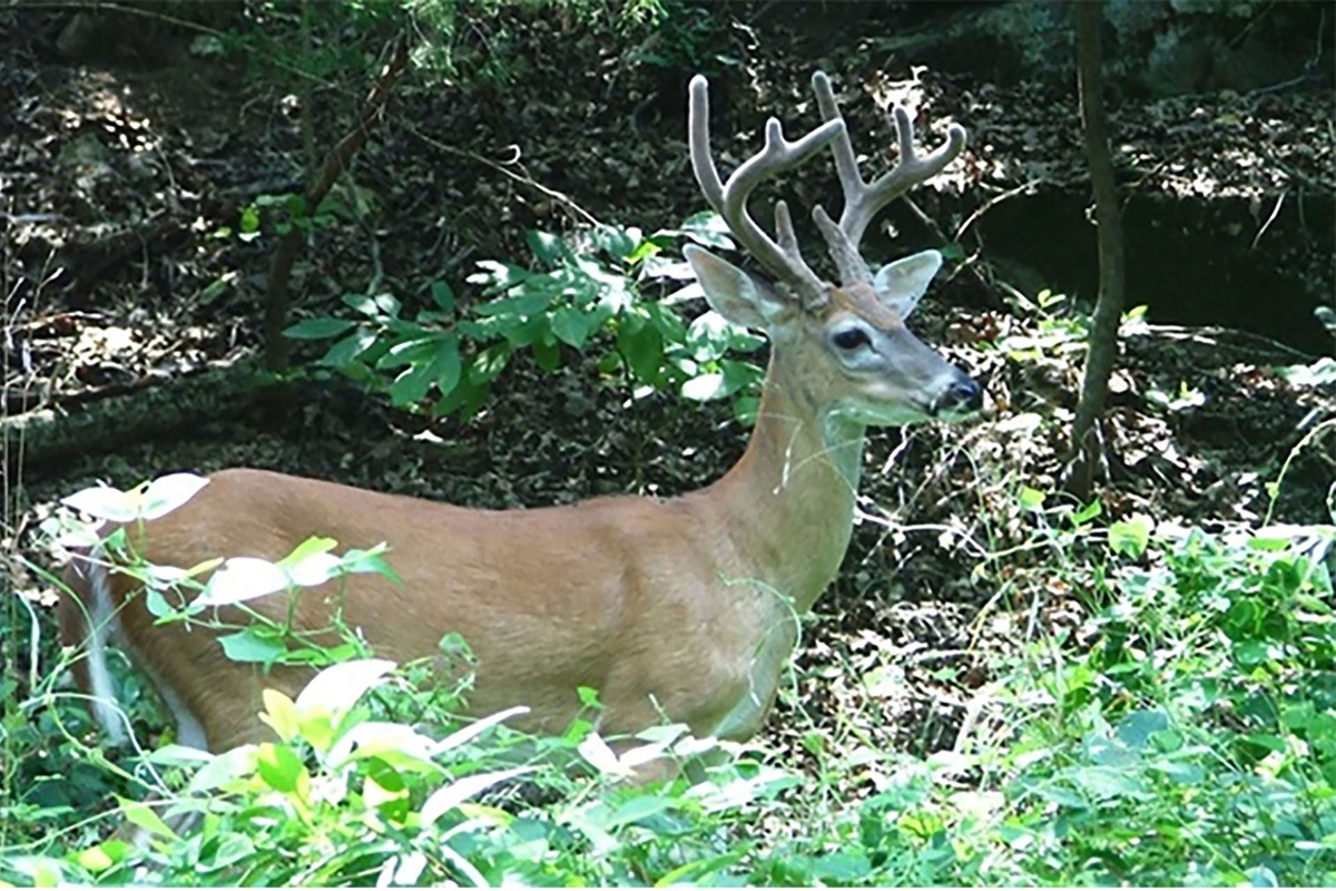 Abundant wildlife in the area. Leave the city life behind to commune with nature
