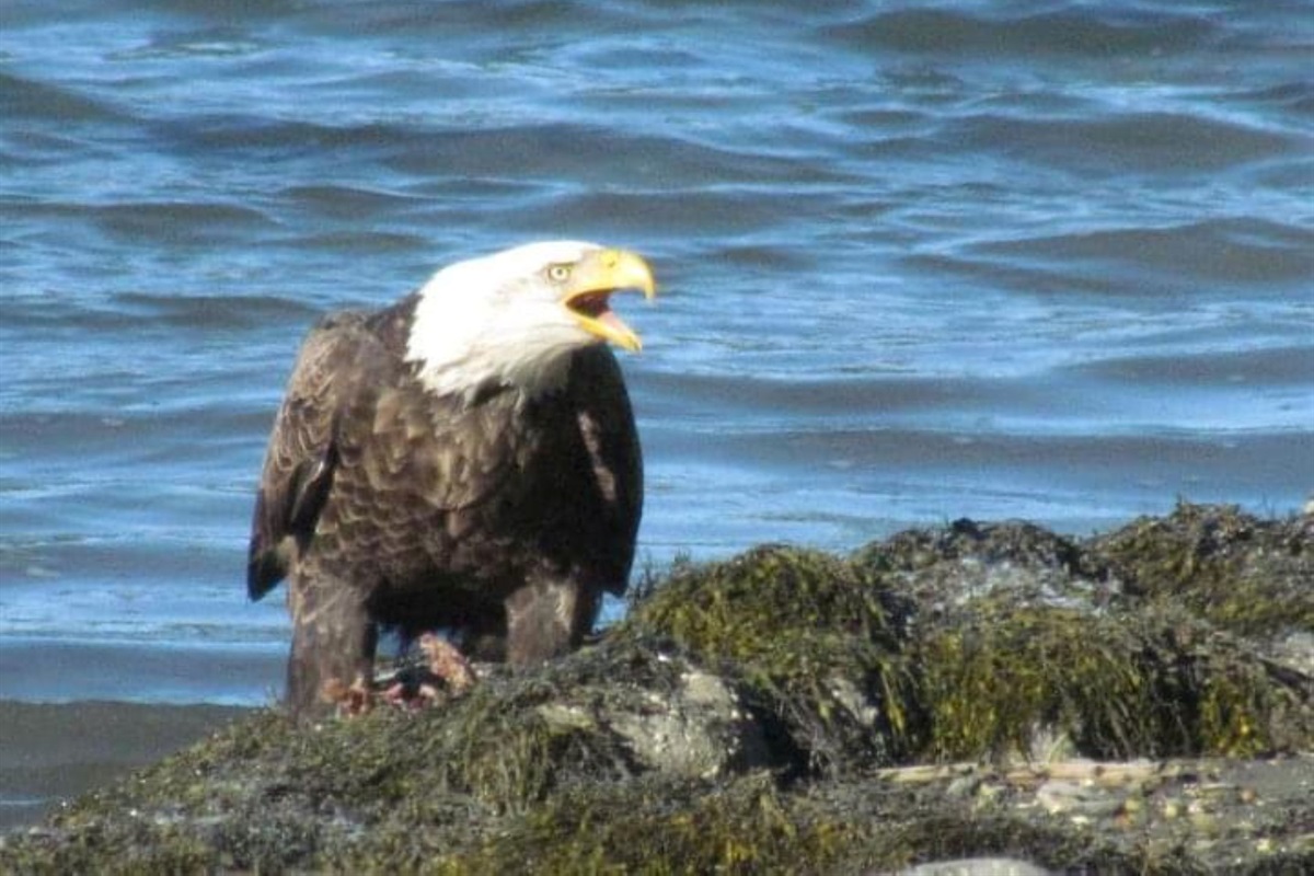 Wildlife is abundant!