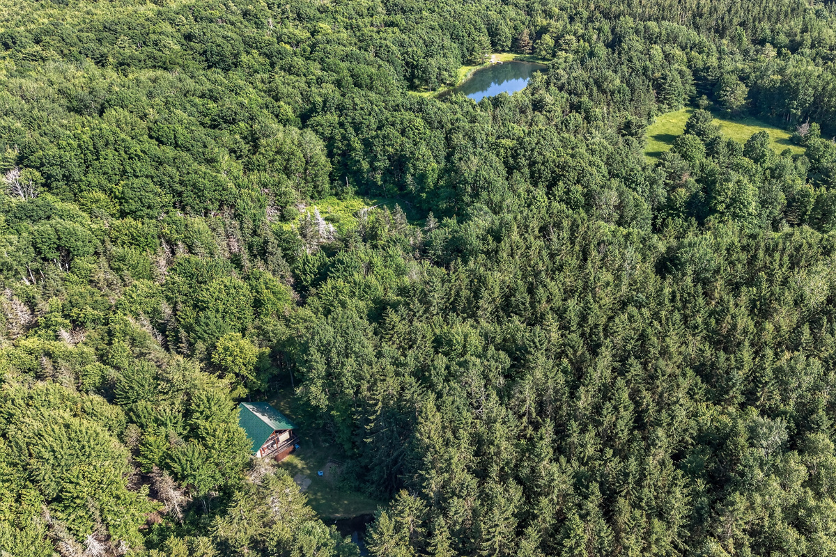 Cabin visible among dense trees