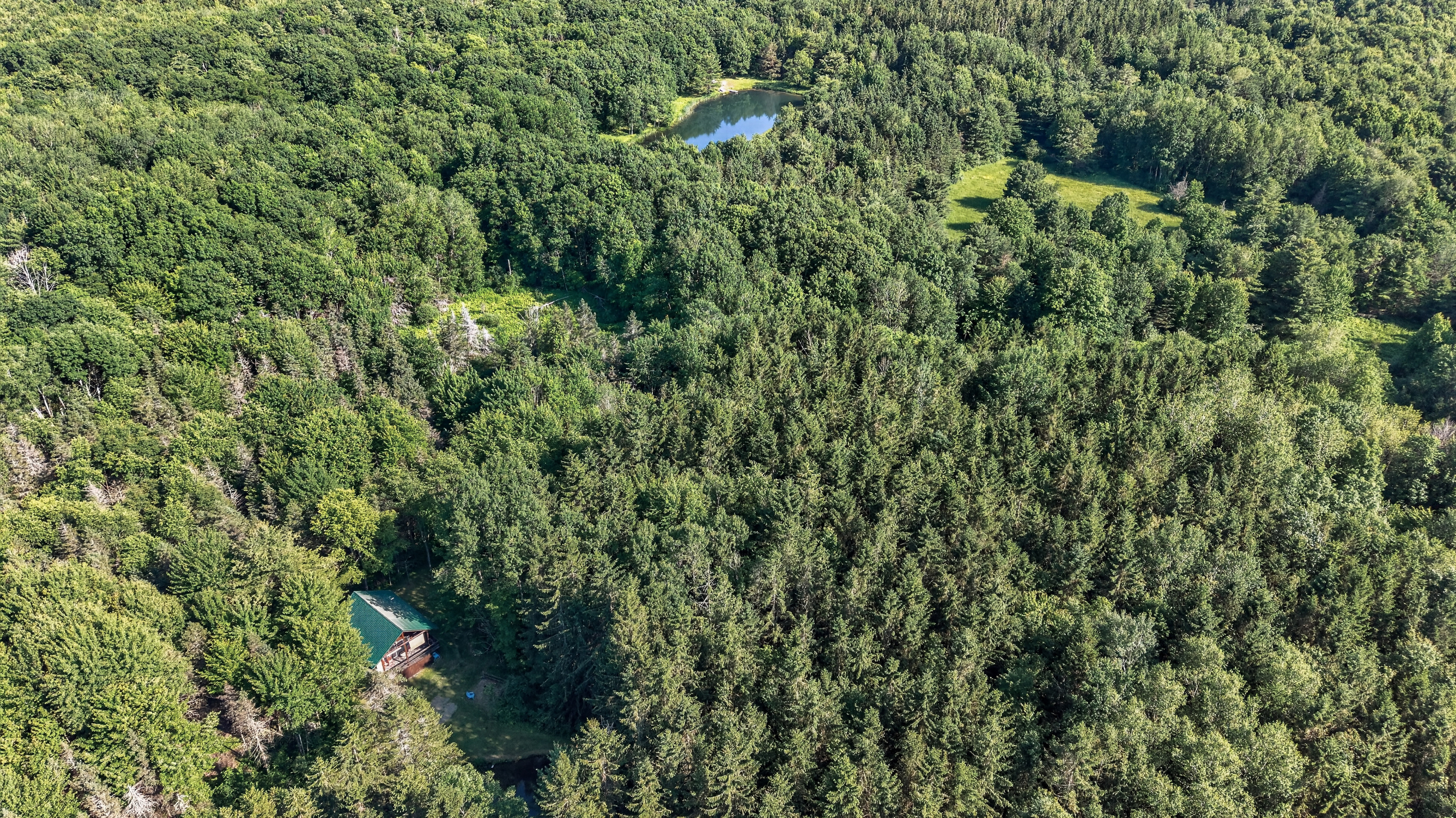 Cabin visible among dense trees