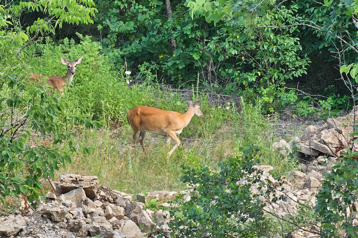 Some of the wildlife you might spot right off the back deck in a peaceful natural setting.