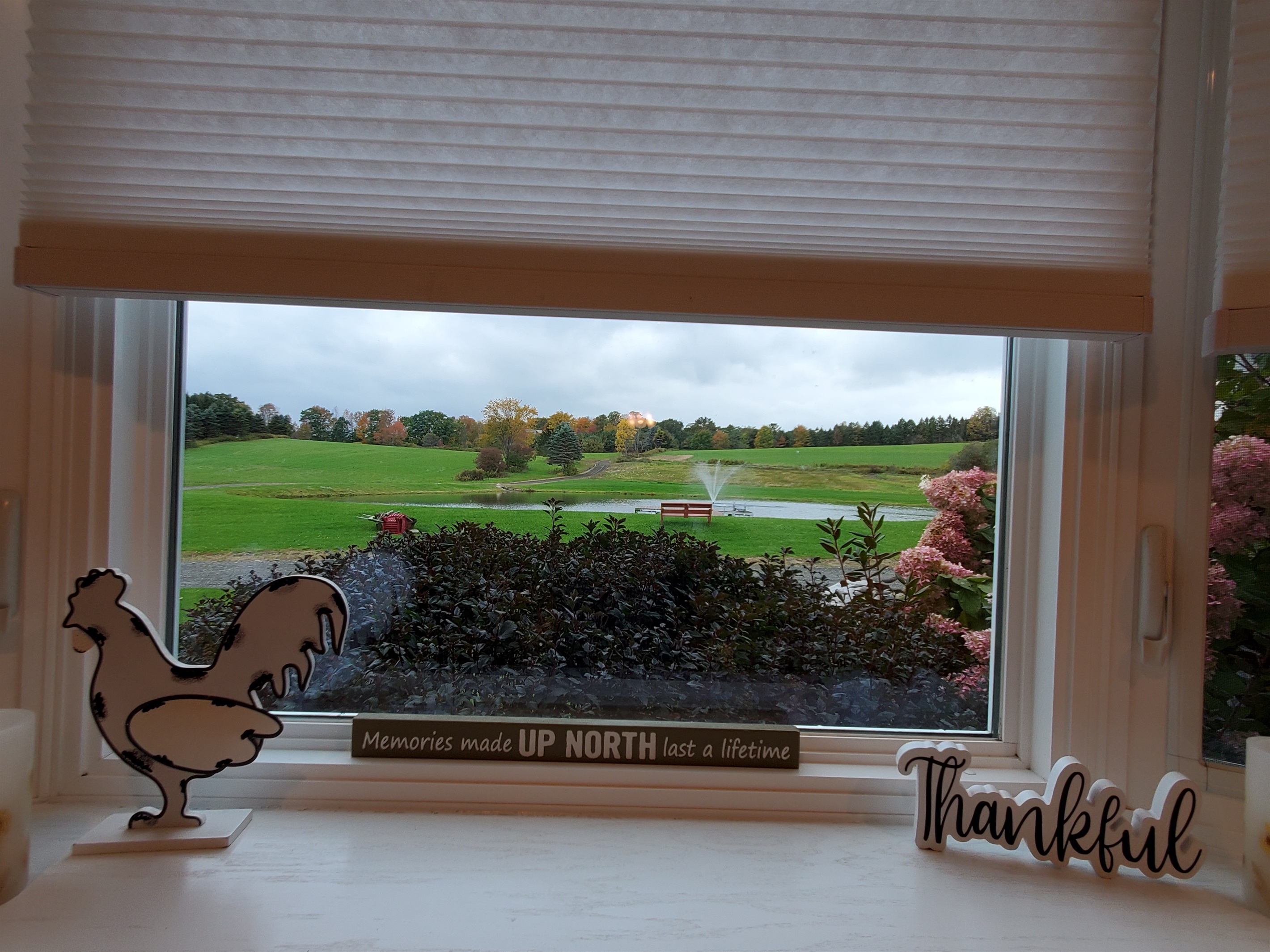 View of swimming pond from kitchen