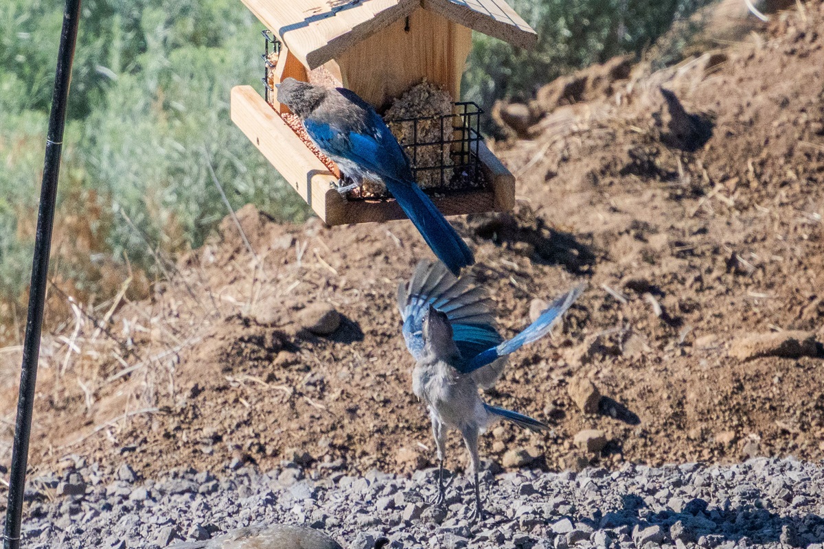 World Class Bird Watching Right On The Property