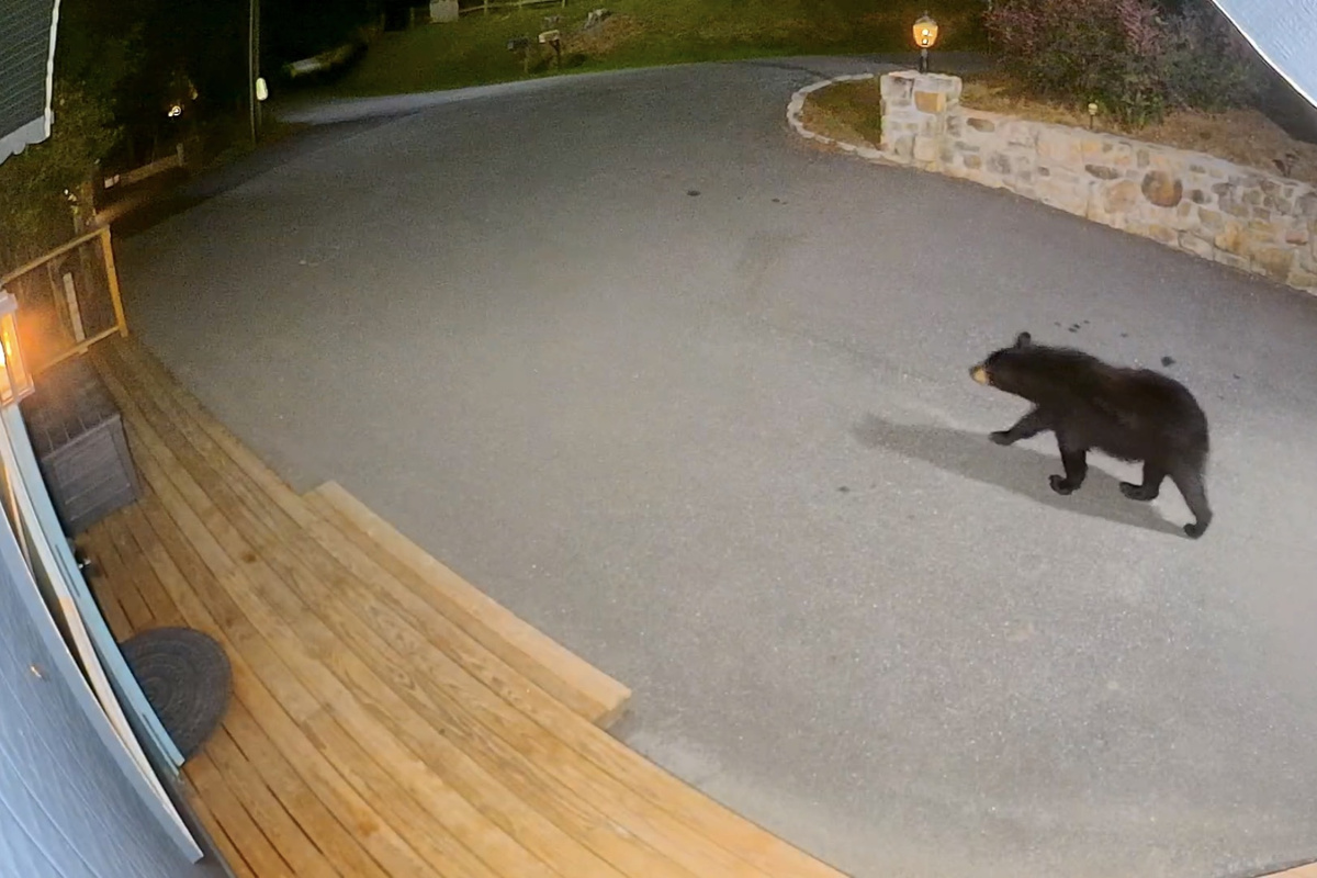 Bears! We see the bears a few times a year at WishYouWereHere7Devils. Please keep trash in the bear bins & clean up spills to keep them away from our home for your safety. These animals are beautiful, but they're wild & can be dangerous!
