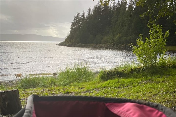 Loads of wild foraging opportunities and advice for all that are interested. 