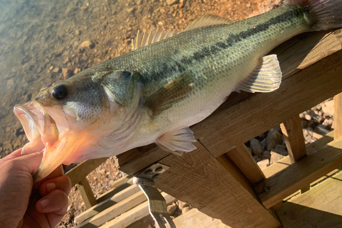 Largemouth bass caught off the lakefront deck!
