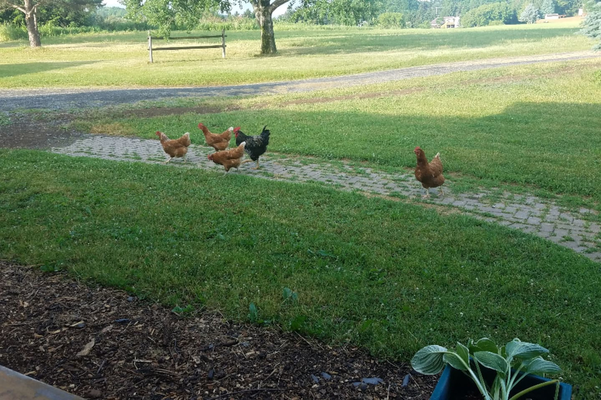 Free Range Chickens