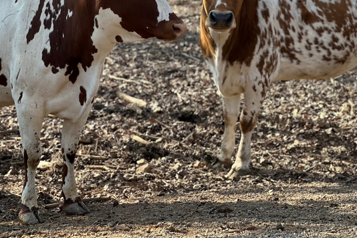 Meet our friendly cows and other farm animals!