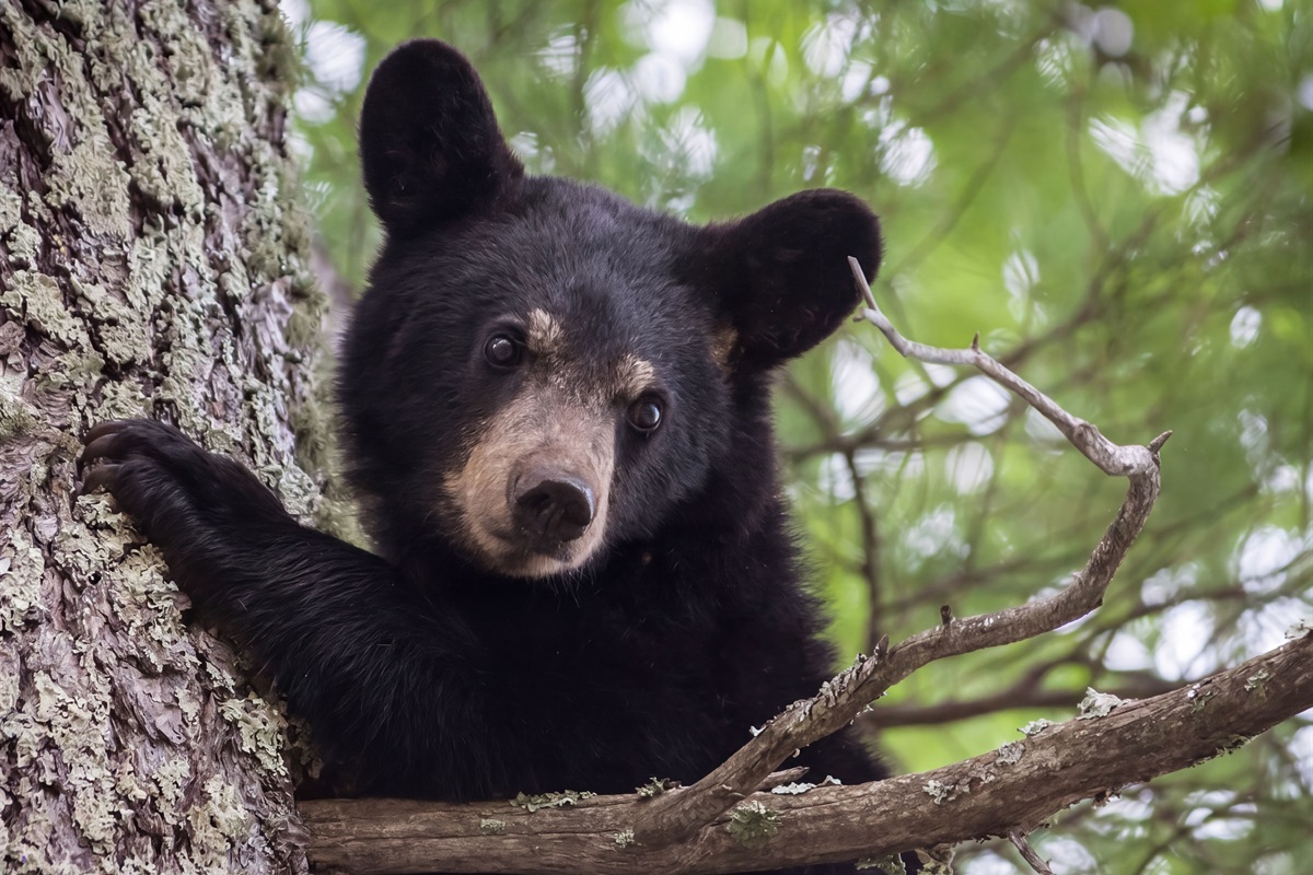 And remember… “Do not feed the bears!”