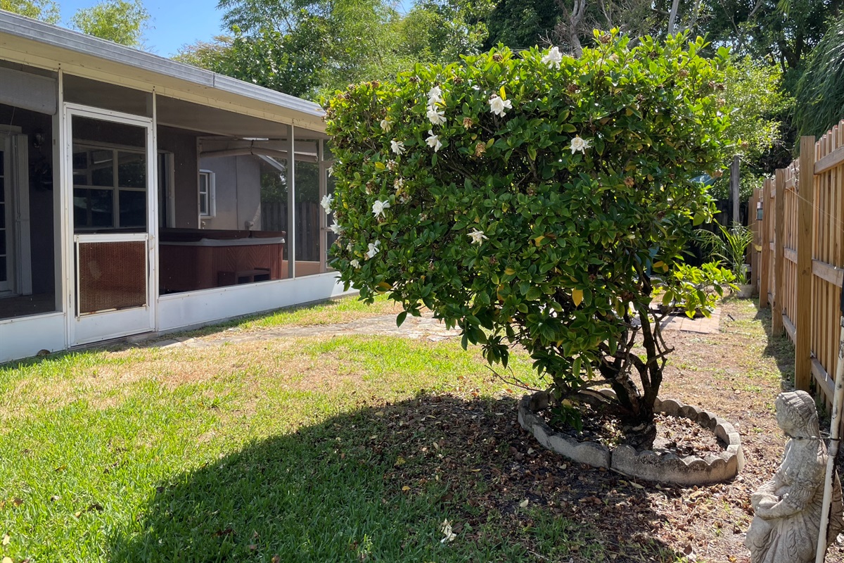 The backyard features a lovely bloom and lots of sunshine.