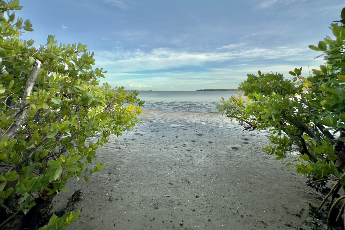 Beautiful natural shoreline with calm, shallow waters.