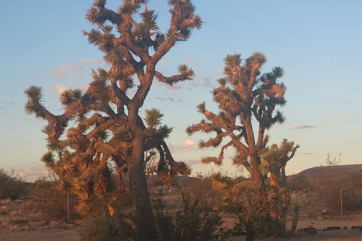17 Joshua Trees on property that are hundreds of years old. 