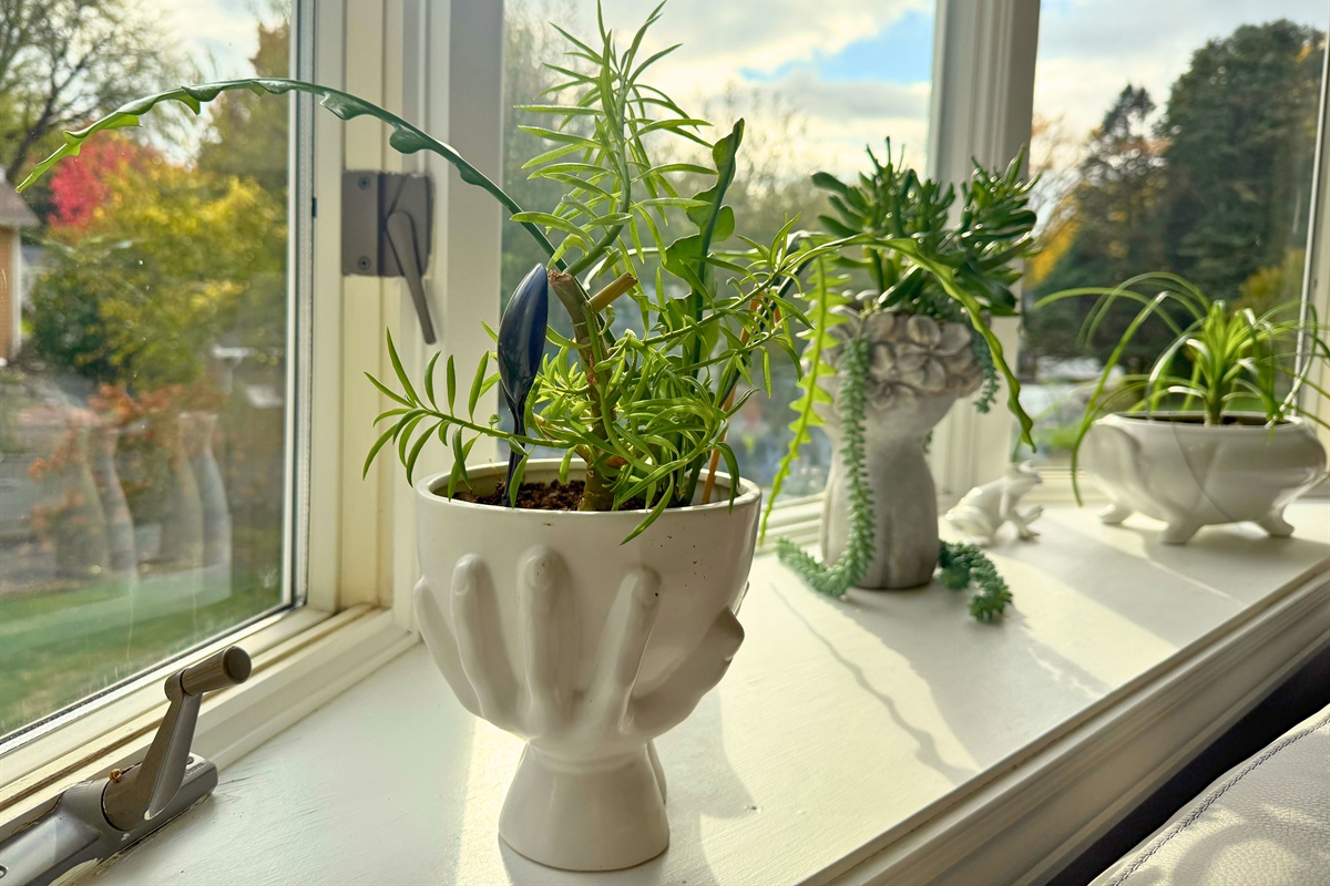 Well maintained house plants make the Cozy Heights Retreat feel like home.