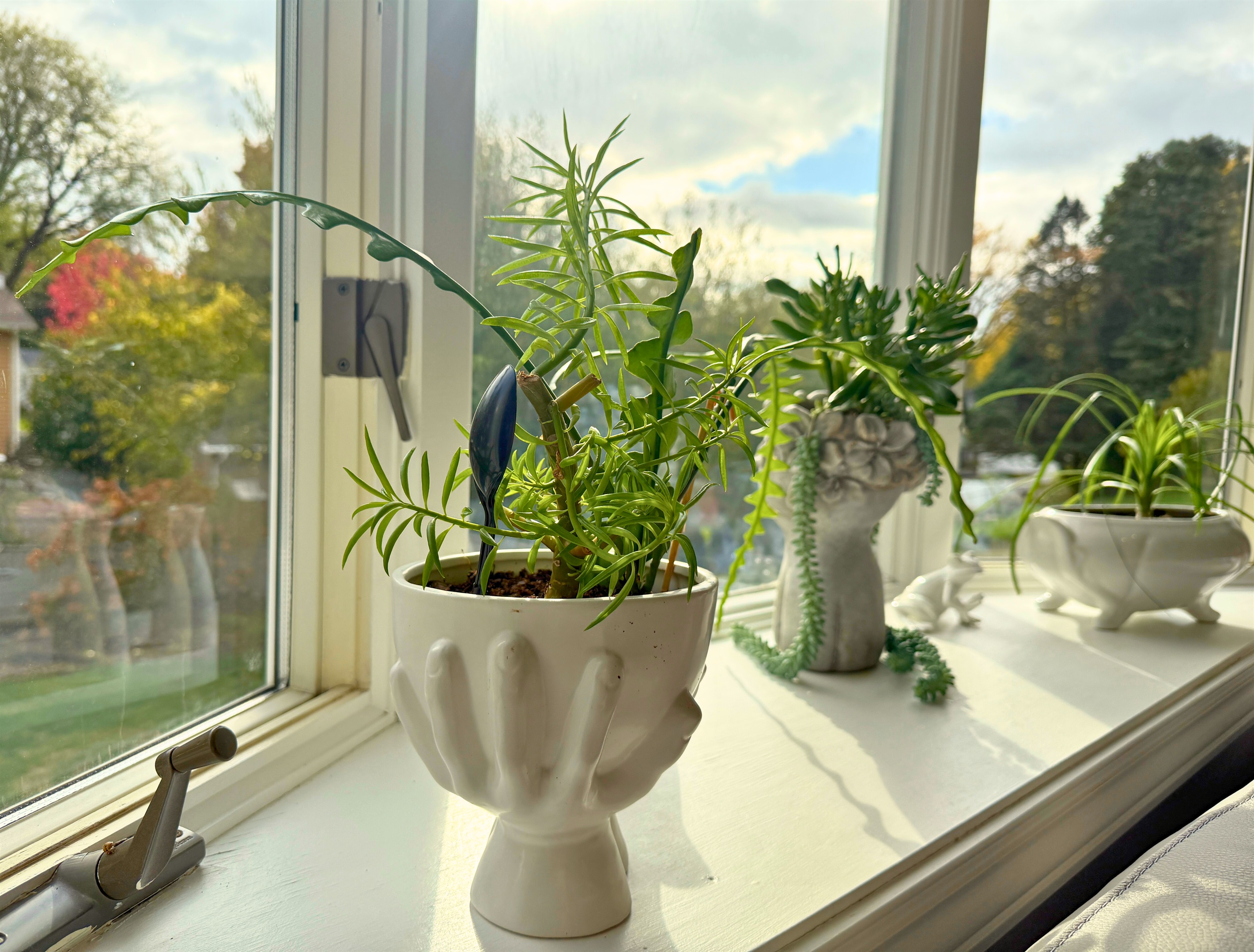Well maintained house plants make the Cozy Heights Retreat feel like home.