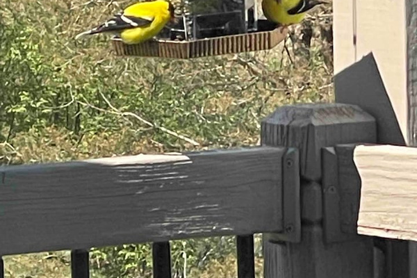 Bird feeder on balcony