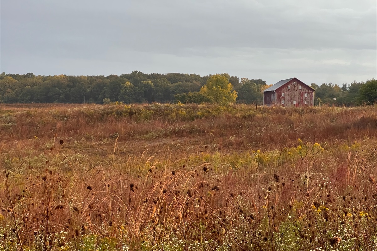 Wildflower Field in the Fall