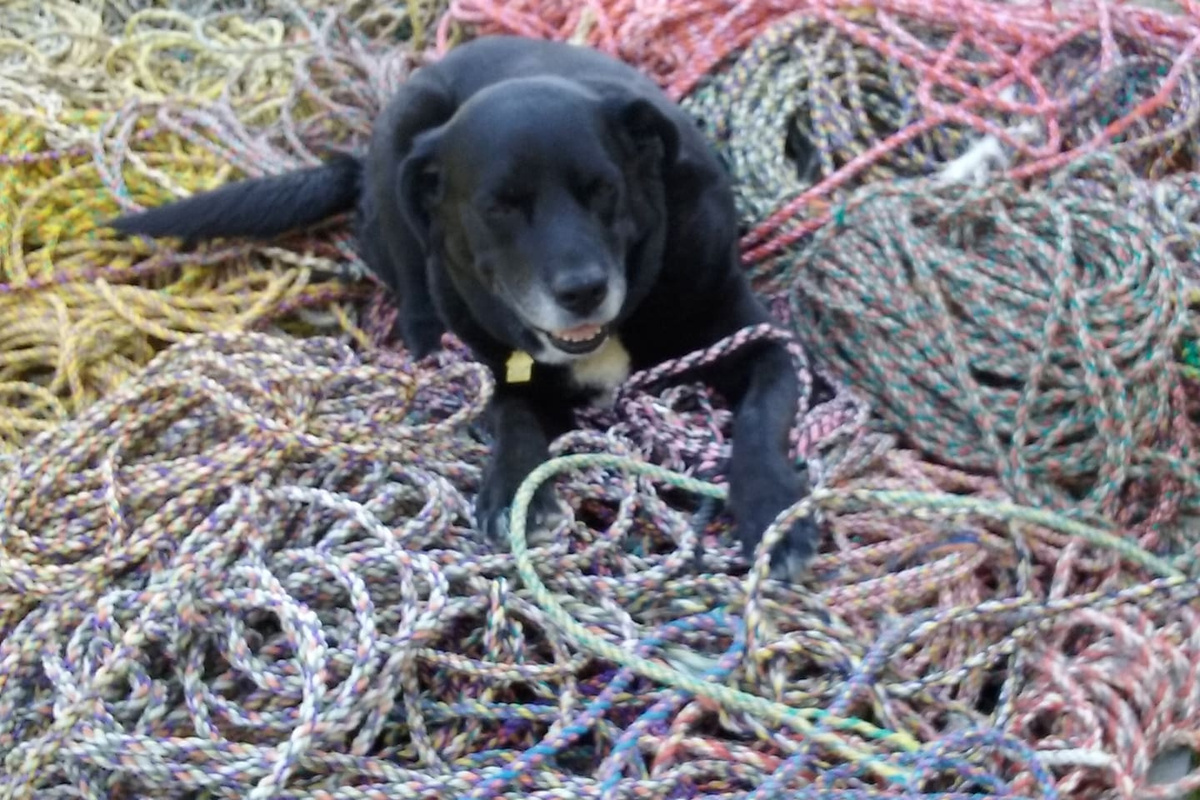 Mackenzie resting in our rope pile, one of his favorite spots.