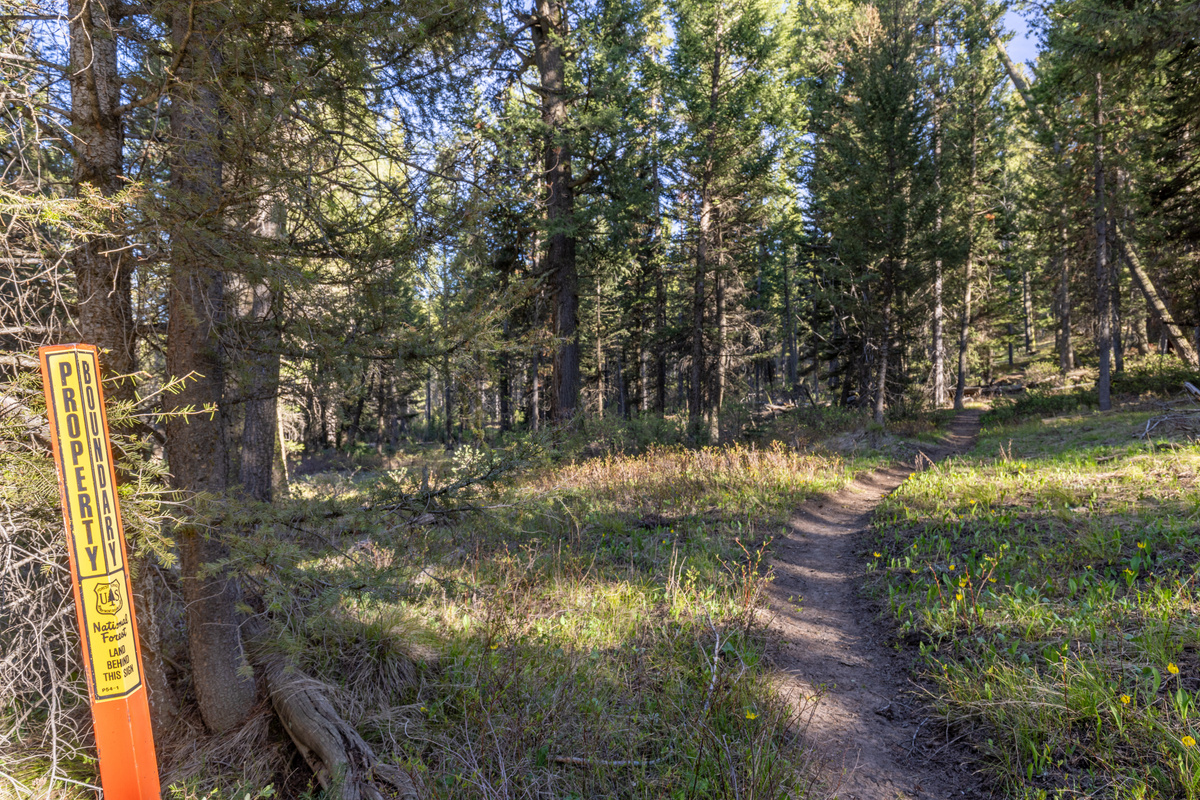 Forest Service Trail just out the back door!