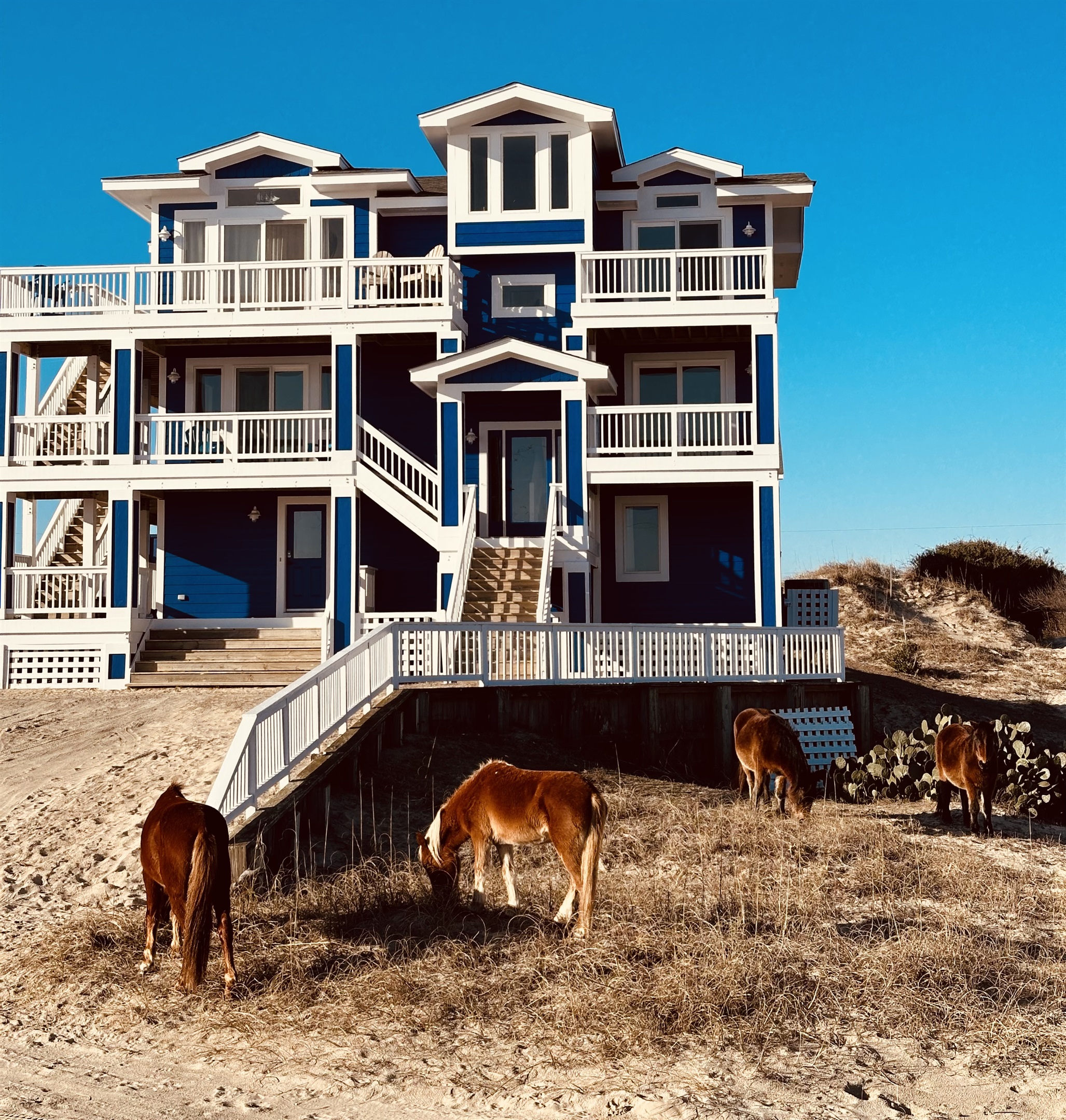 Wild horses out front of the house