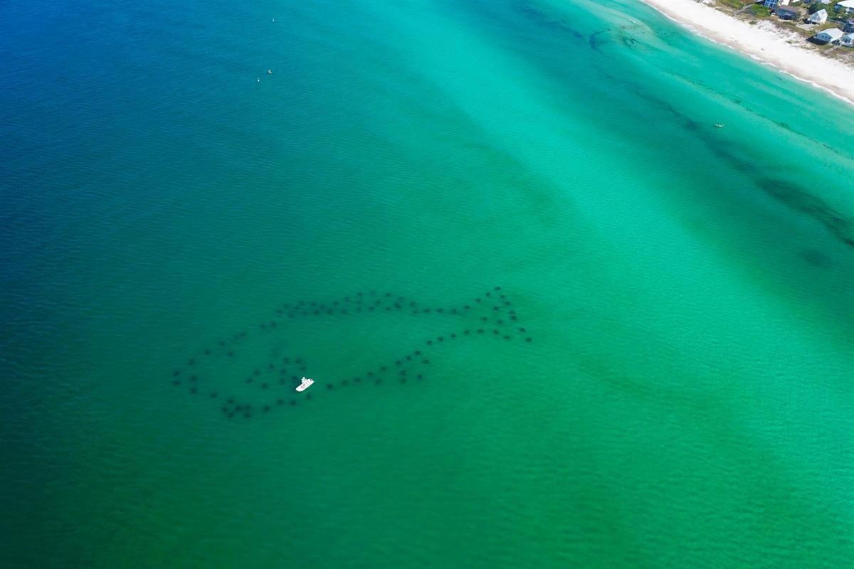 Walton County is home to four man-made snorkeling reefs—each one teeming with marine life. Closest to the cottage is the Cobia Reef at Inlet Beach, located just 300 feet offshore. Bring your snorkel gear and explore the hidden wonders beneath the waves!