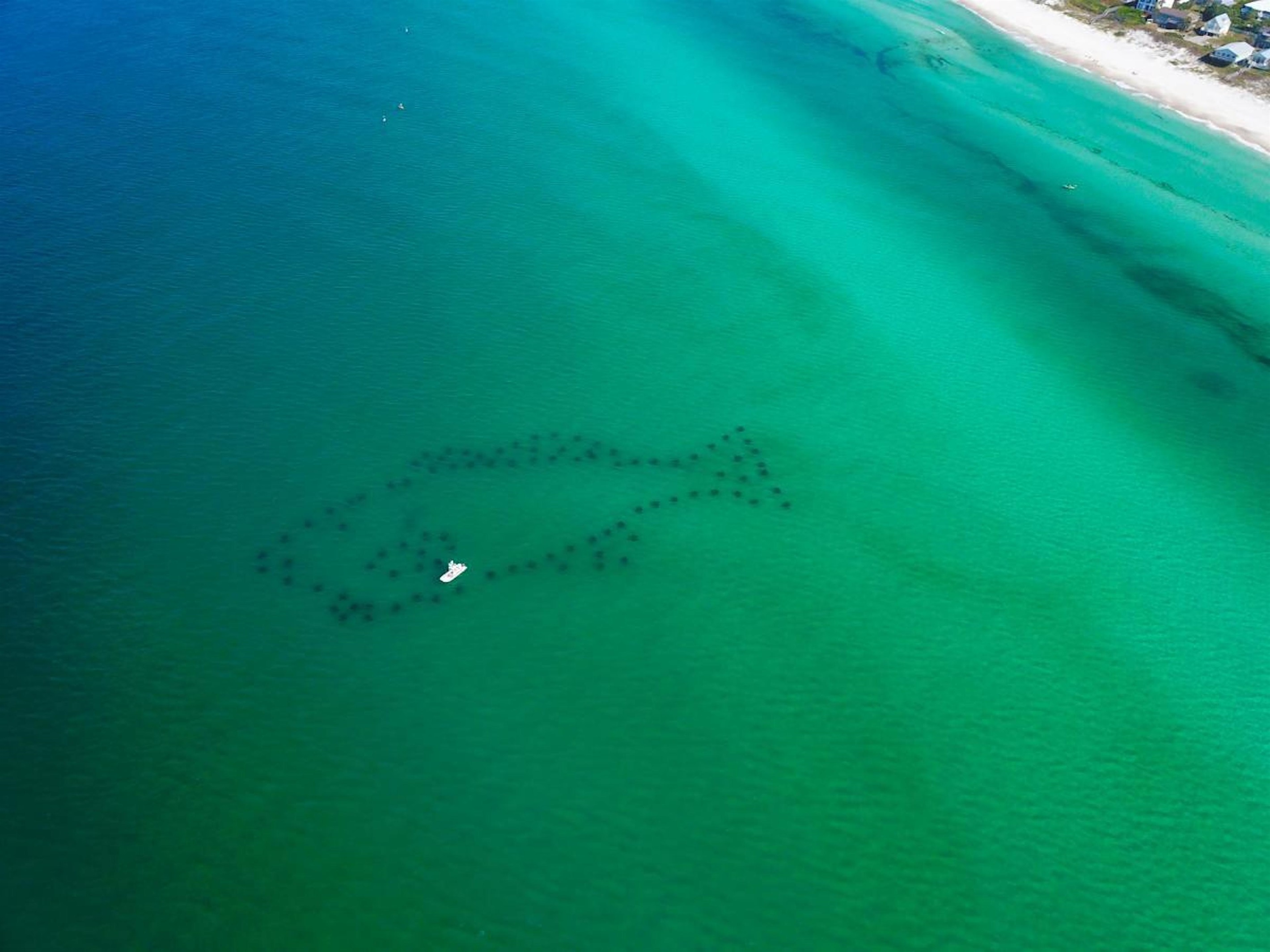 Walton County is home to four man-made snorkeling reefs—each one teeming with marine life. Closest to the cottage is the Cobia Reef at Inlet Beach, located just 300 feet offshore. Bring your snorkel gear and explore the hidden wonders beneath the waves!