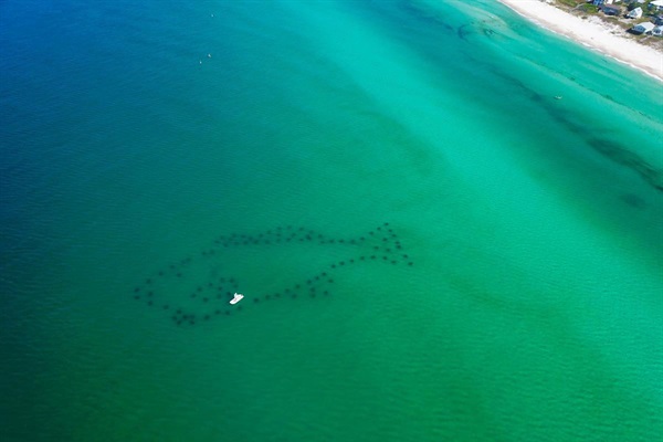 Walton County is home to four man-made snorkeling reefs—each one teeming with marine life. Closest to the cottage is the Cobia Reef at Inlet Beach, located just 300 feet offshore. Bring your snorkel gear and explore the hidden wonders beneath the waves!