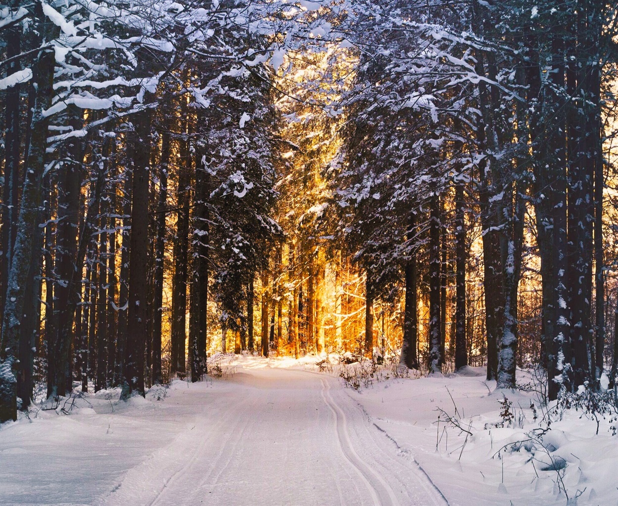 Winter scene