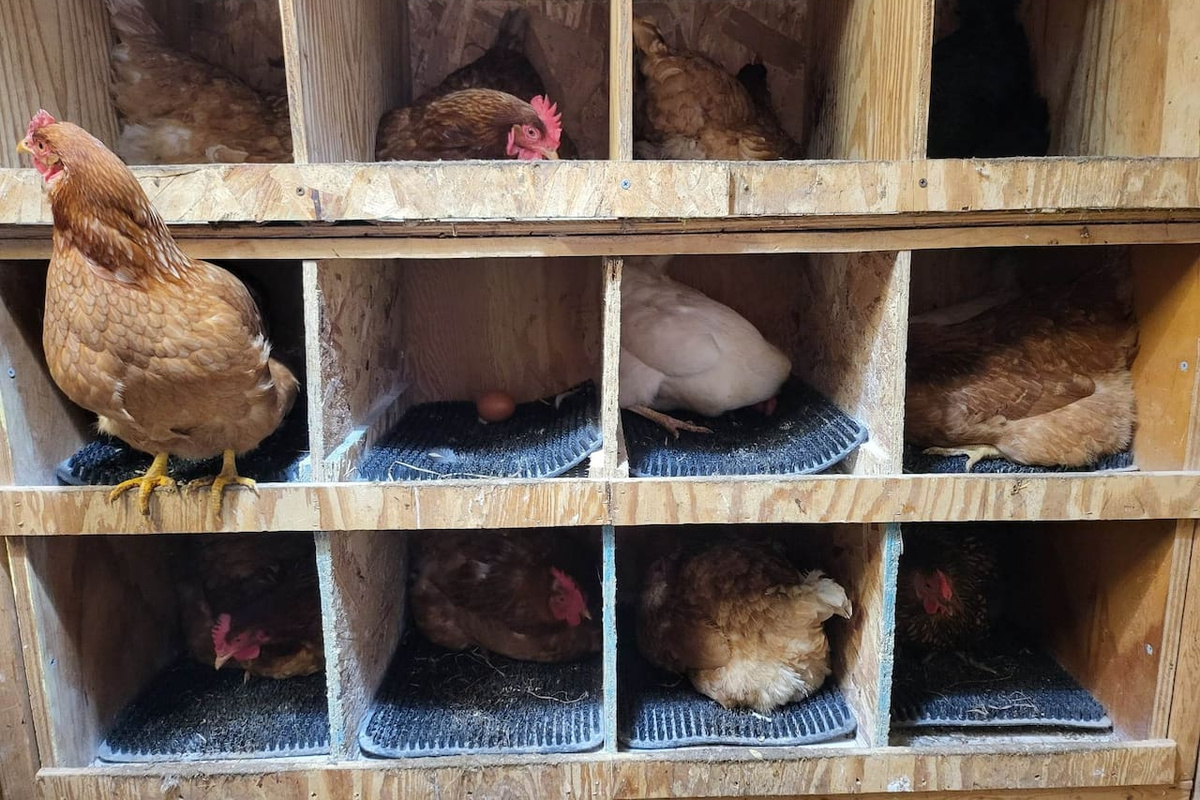 Nesting boxes in barn