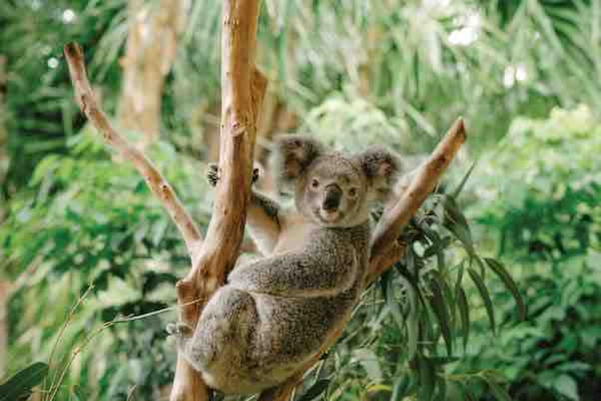 Daisy Hill Koala Centre (5 min drive)