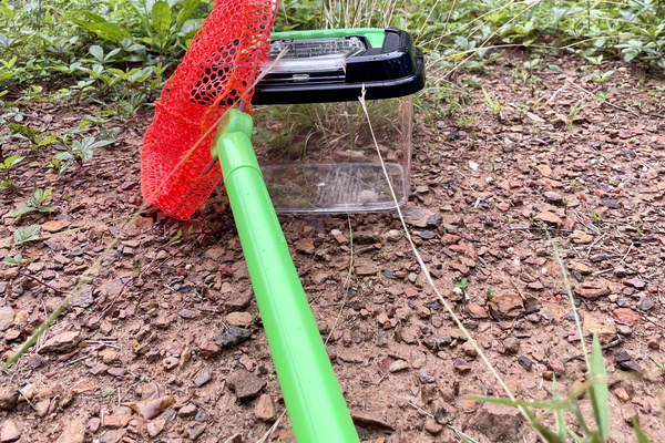 There are plenty of Frogs and Critters for kids to catch, examine and release 🐸