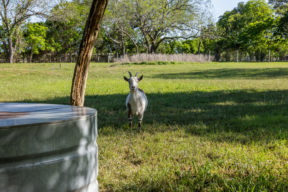 friendly goats