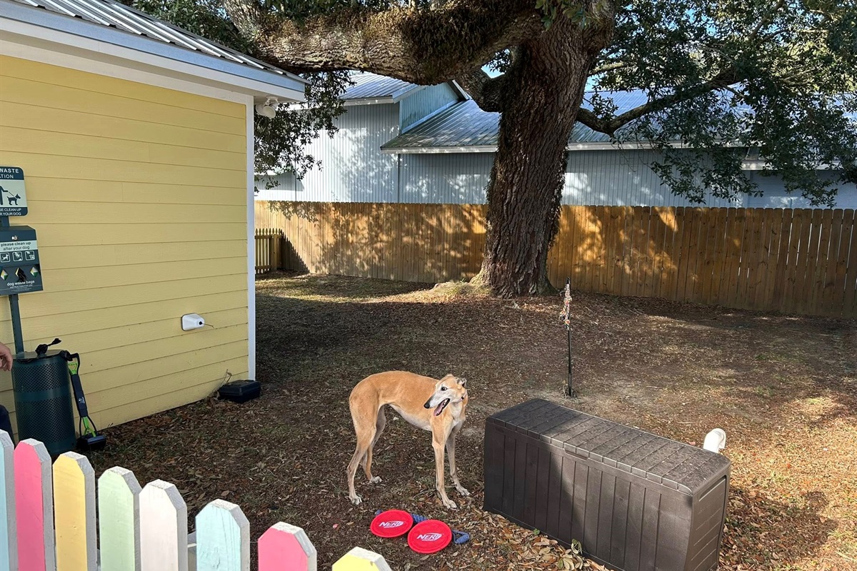 Pet Park for your pet animals. Toys included. Disinfected after every stay.