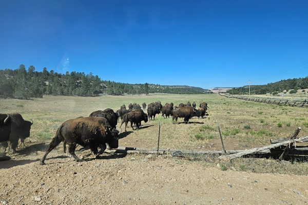 Bison located at Zion Mountain Ranch