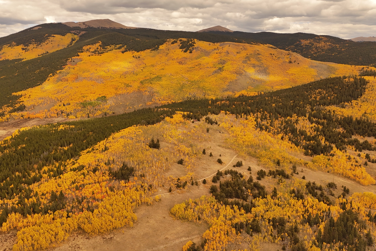 Breathtaking aerial shots of vibrant autumn aspen groves and changing mountain foliage in the local area.