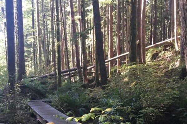 More pathways in Avatar Grove