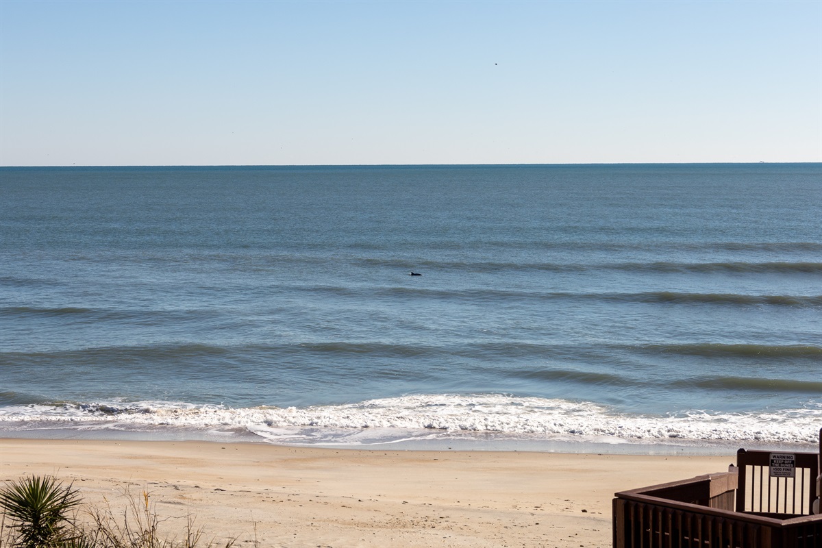 Dolphins are often spotted from the balcony.